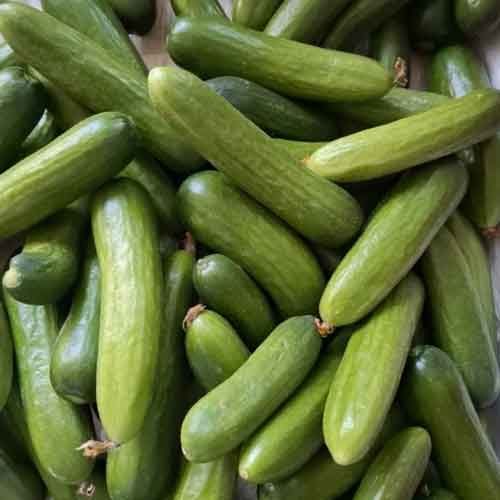 خیار اصلاحی (بسته 500 گرمی)