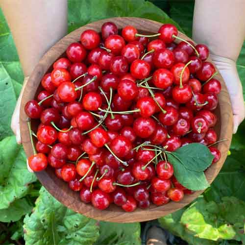 آلبالو (بسته 900 گرمی)