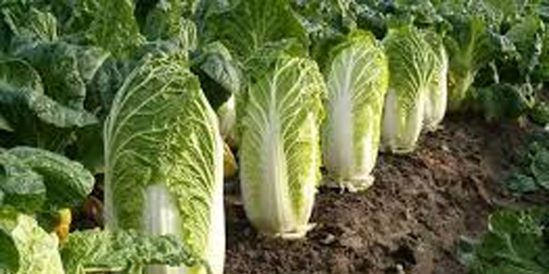 کاهو اصفهان