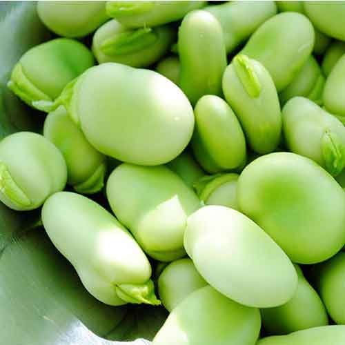 باقلا کازرون